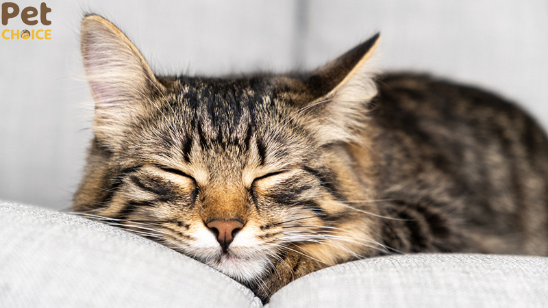 Các kiểu giấc ngủ của mèo