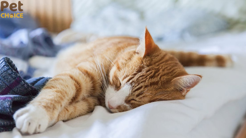 Các kiểu giấc ngủ của mèo