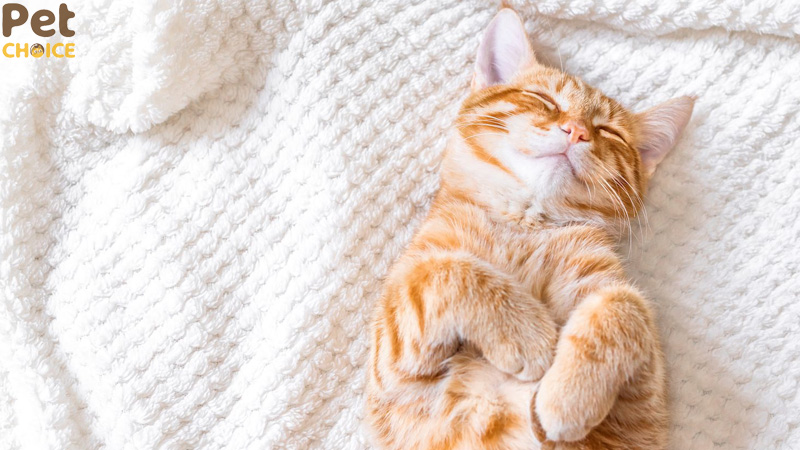 mèo ngủ bao nhiêu tiếng 1 ngà