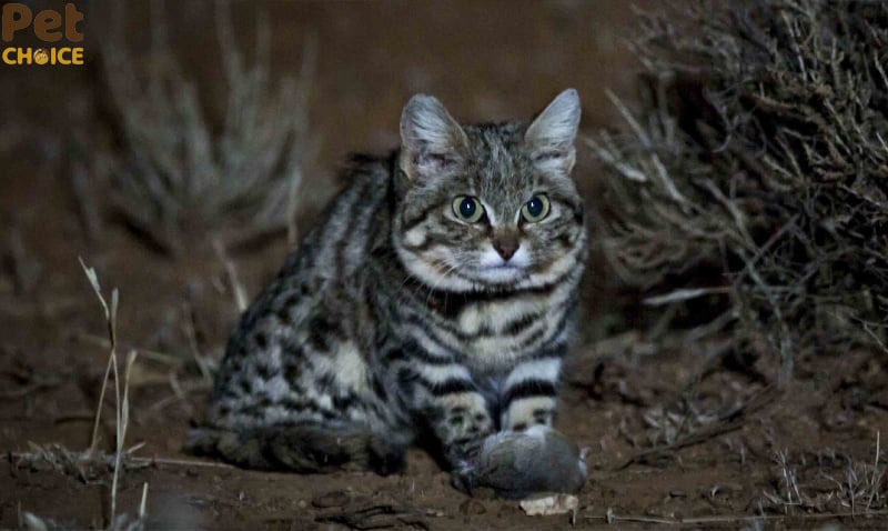 Mèo chân đen (Black-footed Cat)
