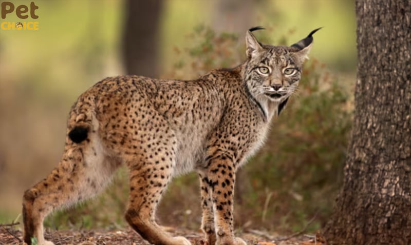 Mèo chân đen (Black-footed Cat)