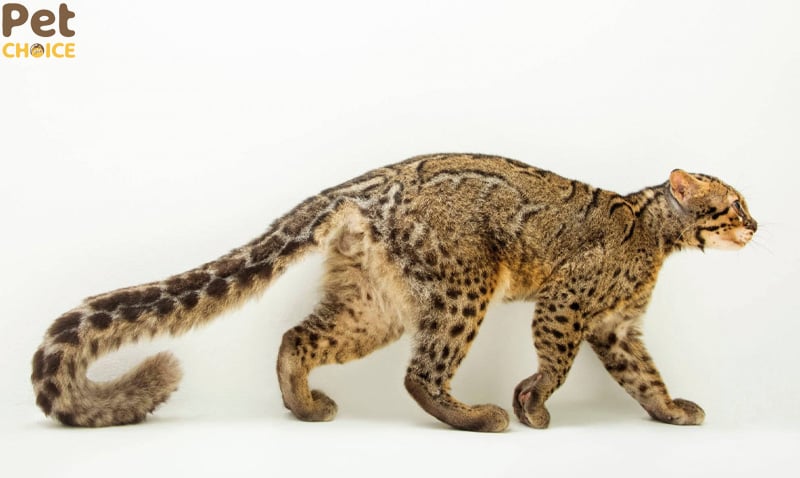 Mèo chân đen (Black-footed Cat)