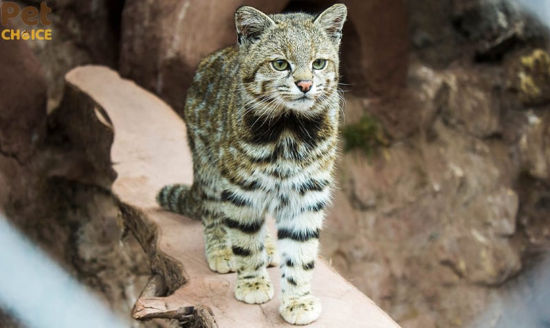 Mèo núi Andes (Andean Mountain Cat)