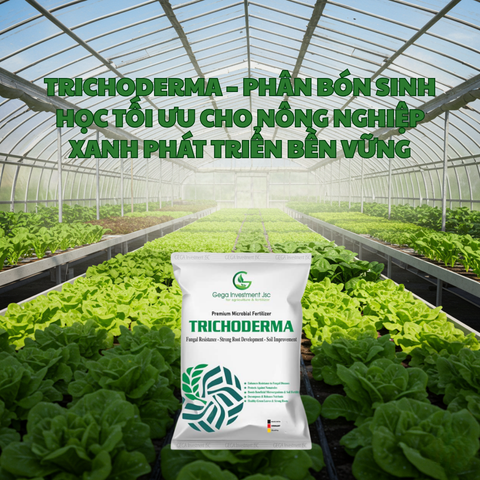 Trichoderma – Phân bón sinh học tối ưu cho nông nghiệp xanh phát triển bền vững