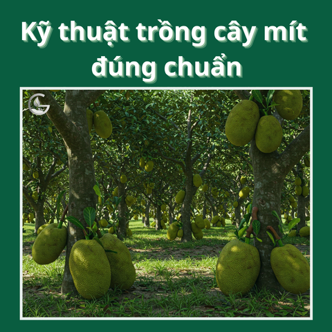 Kỹ thuật trồng cây mít đúng chuẩn – Hướng dẫn chi tiết cho nhà vườn