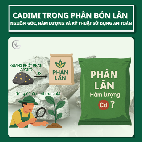 Cadimi trong phân bón lân: Nguồn gốc, hàm lượng và kỹ thuật sử dụng an toàn