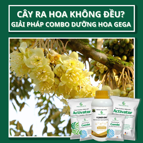 Cây Ra Hoa Không Đều? Giải Pháp Combo Dưỡng Hoa GEGA Hiệu Quả