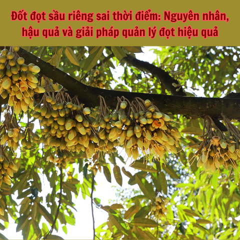Đốt đọt sầu riêng sai thời điểm: Nguyên nhân, hậu quả và giải pháp quản lý đọt hiệu quả