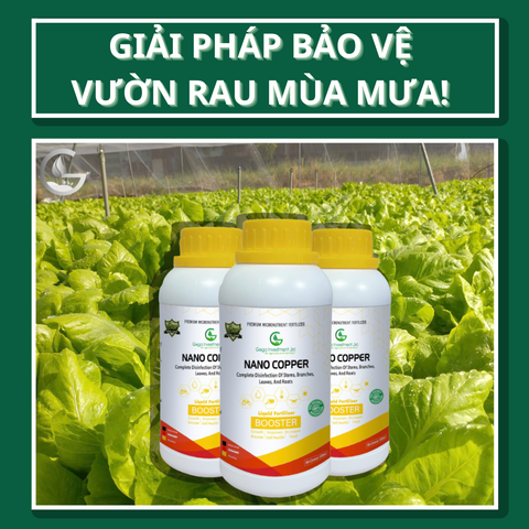 Vì sao mùa mưa giá rau màu thường cao hơn mùa nắng? Phân tích chi tiết, số liệu thực tế và giải pháp hiệu quả cho nông dân