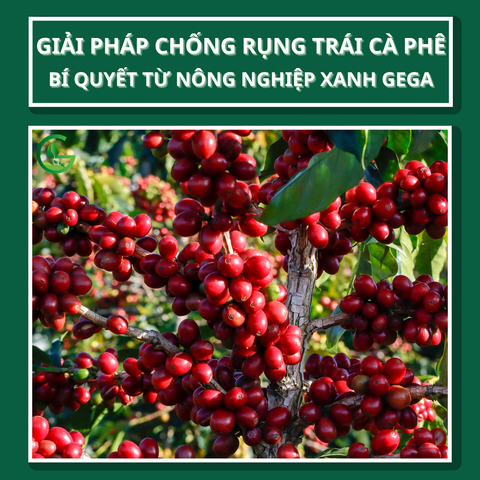 Cà Phê Rụng Lá, Rụng Trái Tại Lâm Đồng: Nguyên Nhân Thực Sự và Giải Pháp Hiệu Quả