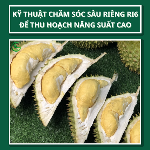 Kỹ Thuật Chăm Sóc Sầu Riêng Ri6 Để Thu Hoạch Năng Suất Cao – Nghiên Cứu Chuyên Sâu