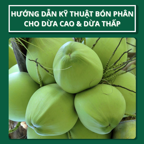 Hướng dẫn kỹ thuật bón phân cho dừa cao và dừa thấp