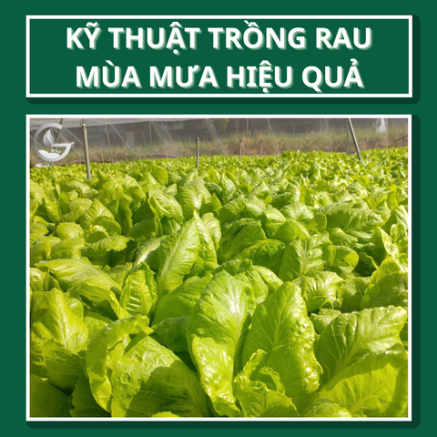 Kỹ Thuật Trồng Rau Mùa Mưa Hiệu Quả – Giải Pháp Thực Tiễn Từ Nông Nghiệp Xanh GEGA