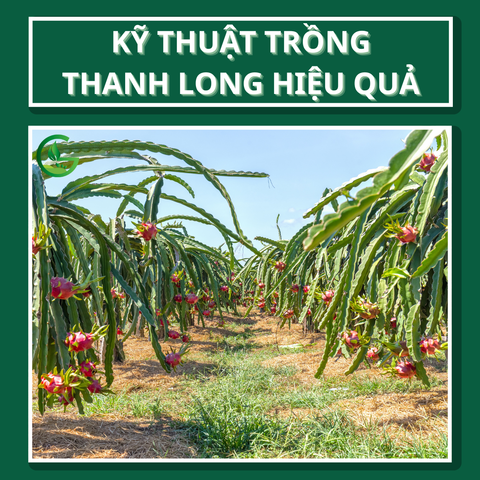 Kỹ Thuật Trồng Thanh Long Hiệu Quả – Hướng Dẫn Chi Tiết Và Giải Pháp Dinh Dưỡng Từ Nông Nghiệp Xanh GEGA