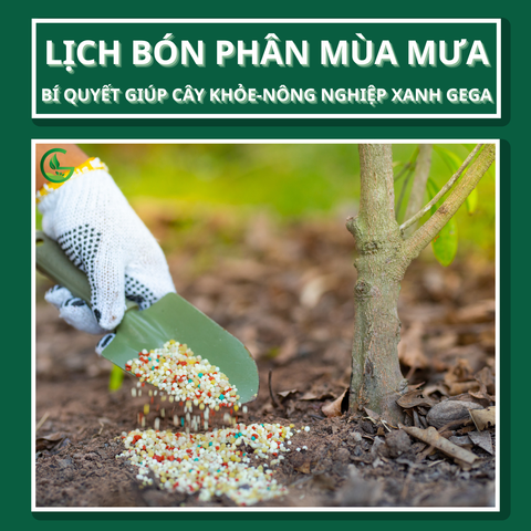 Lịch Bón Phân Mùa Mưa: Bí Quyết Giúp Cây Khỏe Mạnh, Trái Đẹp, Rễ Vững Chắc Với Nông Nghiệp Xanh GEGA