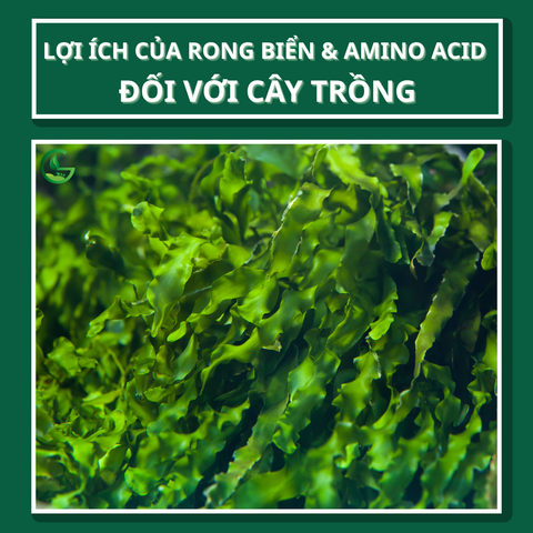 Lợi Ích Của Rong Biển & Amino Acid Đối Với Cây Trồng: Nghiên Cứu Khoa Học và Giới Thiệu AMINO COMBI Rong Biển GEGA