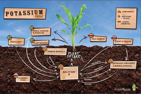 Các Loại Phân Kali Phổ Biến và Cách Sử Dụng