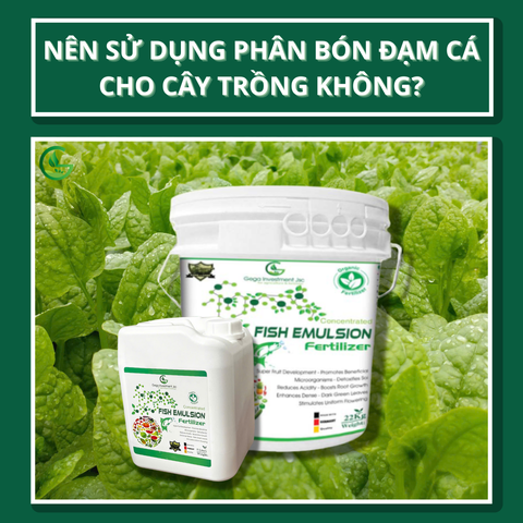 Nên Sử Dụng Phân Bón Đạm Cá Cho Cây Trồng Không? Tác Dụng Và Hướng Dẫn Sử Dụng Hiệu Quả