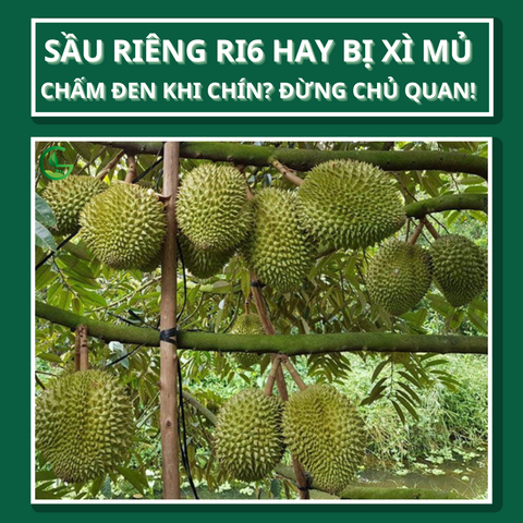 Vỏ Sầu Riêng Ri6 Hay Có Vết Mủ Xì Và Chấm Đen Khi Chín? Nguyên Nhân Và Cách Khắc Phục Từ Nông Nghiệp Xanh GEGA