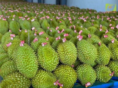 Danh sách hoạt chất thuốc bảo vệ thực vật bị cấm khi xuất khẩu sầu riêng sang Trung Quốc và thị trường quốc tế