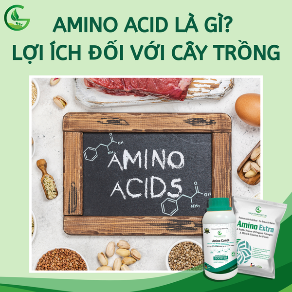 Amino acid là gì? Lợi ích đối với cây trồng