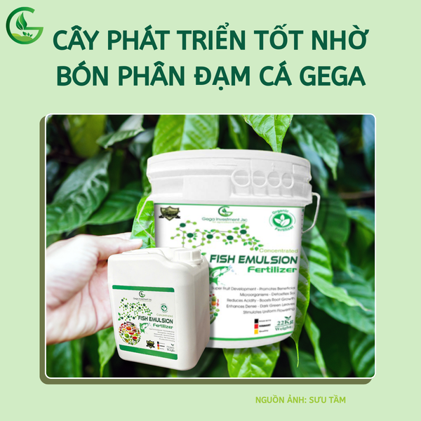 bón đạm cá cô đặc gega giúp cây khỏe, lá xanh