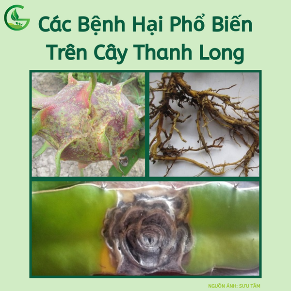 Các Bệnh Hại Phổ Biến Trên Cây Thanh Long-Nông Nghiệp Xanh GEGA