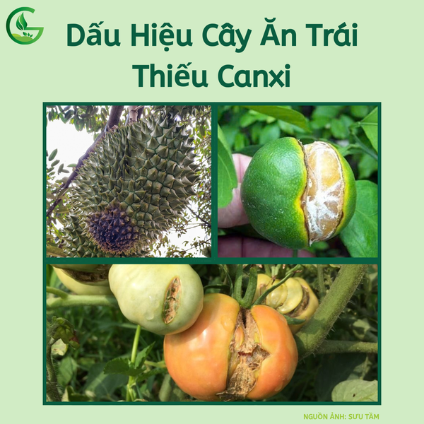 Dấu Hiệu Cây Ăn Trái Thiếu Canxi