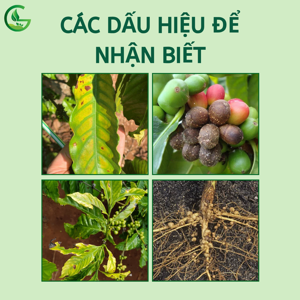 dau-hieu-nhan-biet-ca-phe-benh-nong-nghiep-xanh-gega