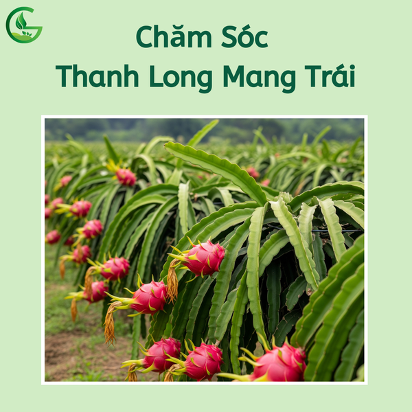 Chăm Sóc Thanh Long Mang Trái