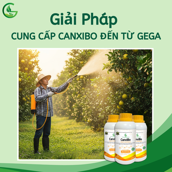 Giải pháp bổ sung canxibo cho cây ăn quả từ phân bón lá GEGA CanxiBo