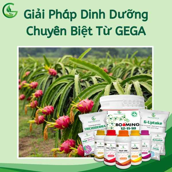 Phân Bón Cho Thanh Long Từ Nông Nghiệp Xanh GEGA
