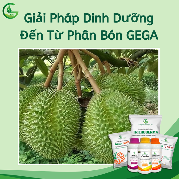 Giải Pháp Dinh Dưỡng Đến Từ Phân Bón GEGA
