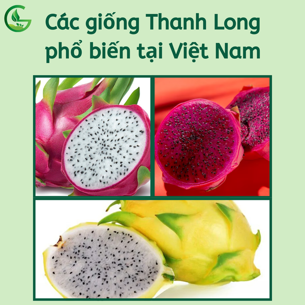 Các giống Thanh Long phổ biến tại Việt Nam - Nông Nghiệp Xanh