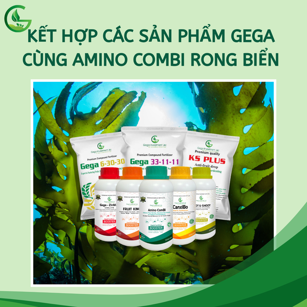 Kết hợp các sản phẩm GEGA khác cùng amino combi rong biển