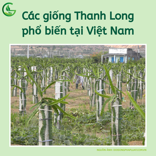Kỹ Thuật Trồng Và Chăm Sóc Thanh Long-Nông Nghiệp Xanh Gega
