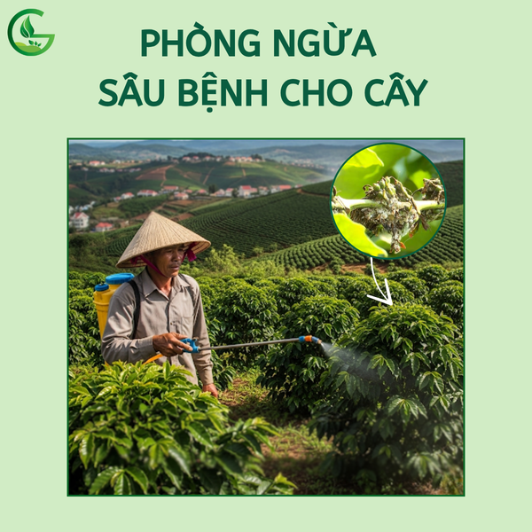 phong-ngua-sau-benh-cho-ca-phe-nong-nghiep-xanh-gega