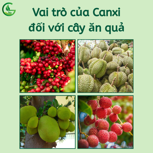 Vai trò của Canxi đối với cây ăn quả
