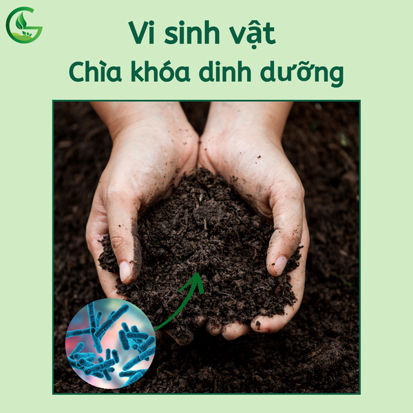Vi-sinh-vat-Chia-khoa-dinh-duong