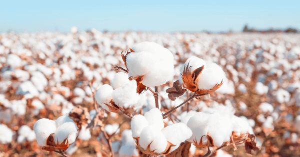Chất liệu Cotton