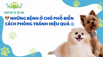 🐶 Những Bệnh Ở Chó Phổ Biến Và Cách Phòng Tránh Hiệu Quả 🏥