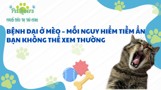 Bệnh Dại Ở Mèo – Mối Nguy Hiểm Tiềm Ẩn Bạn Không Thể Xem Thường 🐱⚠️