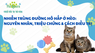 Nhiễm Trùng Đường Hô Hấp Ở Mèo: Nguyên Nhân, Triệu Chứng & Cách Điều Trị