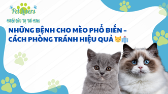 Những Bệnh Cho Mèo Phổ Biến – Cách Phòng Tránh Hiệu Quả 🐱🏥
