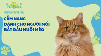 Cẩm Nang Dành Cho Người Mới Bắt Đầu Nuôi Mèo 🐱