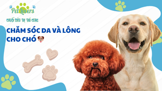 Chăm Sóc Da và Lông cho Chó