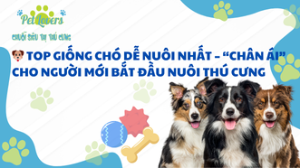 🐶 Top Giống Chó Dễ Nuôi Nhất – “Chân Ái” Cho Người Mới Bắt Đầu Nuôi Thú Cưng