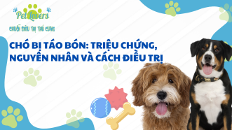 Chó Bị Táo Bón: Triệu Chứng, Nguyên Nhân Và Cách Điều Trị