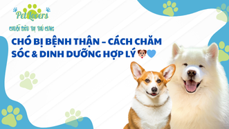 Chó Bị Bệnh Thận – Cách Chăm Sóc & Dinh Dưỡng Hợp Lý 🐶💙