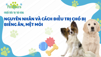 Nguyên Nhân Và Cách Điều Trị Chó Bị Biếng Ăn, Mệt Mỏi